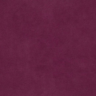 DEKOMA HENRY FR Dahlia